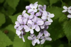 Vaste Judaspenning | Lunaria rediviva | BIO | Veenvrij | Inheems