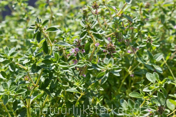 Thymus pulegioides | 0,7 Liter pot P9 | BIO | Grote Tijm | Biologisch geteeld - Afbeelding 3
