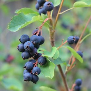 Grootvruchtige krent | Amelanchier alnifolia 'Martin' | BIO