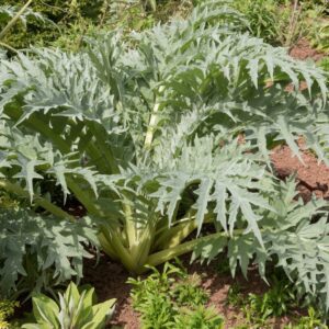 Kardoen | Cynara cardunculus | BIO
