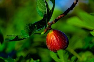 Vijg Bornholm | Ficus carica | BIO