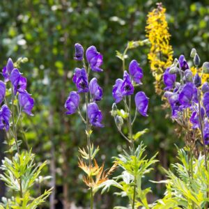 Monnikskap | Aconitum carmichaelii 'Arendsii' | BIO