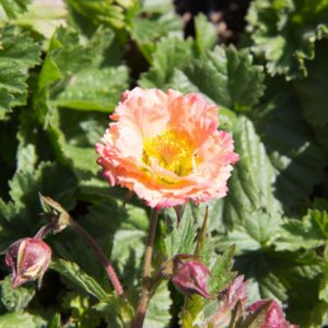 Nagelkruid 'Totally Tangerine' | Geum 'Totally Tangerine'