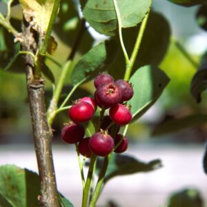 Dwergkrentenboompje | Amelanchier spicata | BIO | Veenvrij