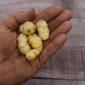 Oca Tuberello | Oxalis tuberosa | BIO