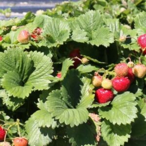 Aardbei ‘Swissheart®’ | Fragaria Parfum® | BIO | Veenvrij