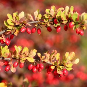 Zuurbes | Berberis vulgaris | BIO | Inheems | Veenvrij