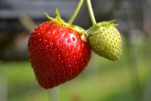 Vroege aardbei | Fragaria ananassa 'Springberry' | BIO