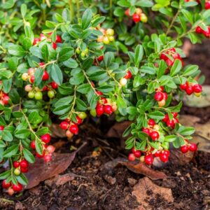 Cranberry 'Stevens' | Vaccinium macrocarpon 'Stevens' | BIO