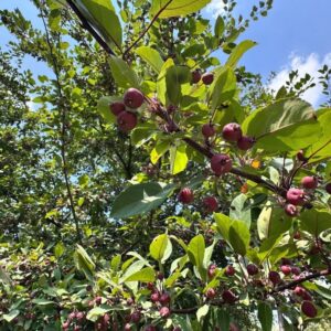 Wilde appel | Malus sylvestris | BIO | Inheems | Veenvrij