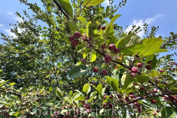 Wilde appel | Malus sylvestris | Chemievrij | Inheems | Veenvrij