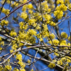 Gele Kornoelje | Cornus mas | BIO | Inheems | Veenvrij