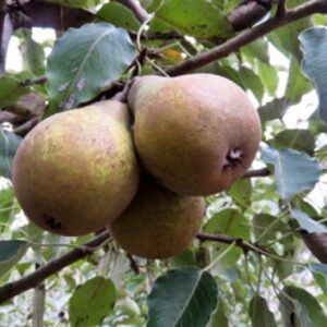 Pyrus communis 'Gieser Wildeman' | Halfstam | BIO | Perenboom | Biologisch geteeld