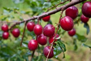 Halfstam pruimenboom ‘Opal’ | BIO | Veenvrij