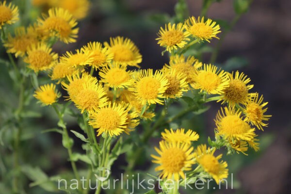 Pulicaria dysenterica Heelblaadjes