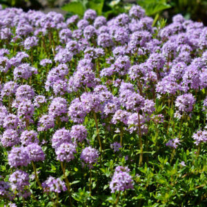 Thymus serpyllum Kleine tijm