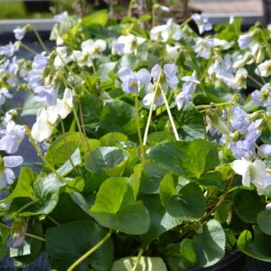 Viola sororia 'Freckles' | 0,7 Liter pot P9 | BIO | Viooltje | Biologisch geteeld