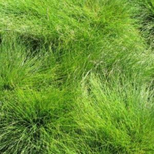 Schapengras | Festuca ovina | BIO | Veenvrij | Inheems