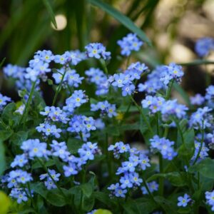Myosotis palustris | 0,7 Liter pot P9 | BIO | Moerasvergeet-mij-nietje | Biologisch geteeld