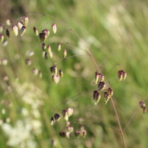 Bevertjesgras | Briza media | BIO | Veenvrij | Inheems