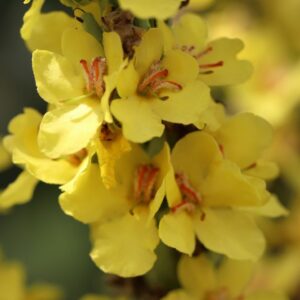 Stalkaars | Verbascum densiflorum | BIO | Veenvrij | Inheems