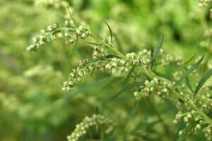 Bijvoet | Artemisia vulgaris | BIO | Veenvrij | Inheems
