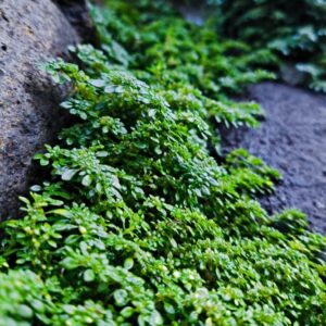 Kaal breukkruid | Herniaria glabra | BIO | Veenvrij | Inheems