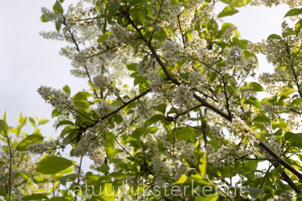 Prunus padus | 3 Liter pot | BIO | Gewone Vogelkers | Biologisch geteeld - Afbeelding 3