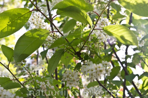 Prunus padus | 3 Liter pot | BIO | Gewone Vogelkers | Biologisch geteeld - Afbeelding 2
