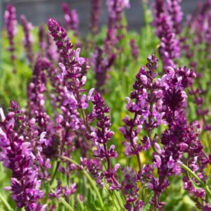 Salvia nemorosa 'Rose Queen' | Salie | BIO | Veenvrij