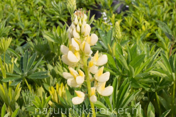 Lupinus polyphyllus 'Legendary Yellow Shades' | 0,7 Liter pot P9 | BIO | Gele Lupine | Biologisch geteeld - Afbeelding 2