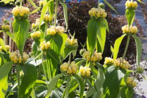 Brandkruid of Etagebloem | Phlomis russeliana | BIO | Veenvrij