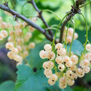 Witte aalbes | Ribes rubrum 'Weiße Versailler' | BIO
