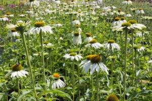 Witte zonnehoed | Echinacea purpurea 'White Swan' | BIO