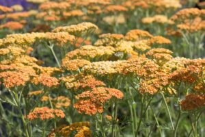 Duizendblad | Achillea millefolium 'Terracotta' | BIO | Veenvrij