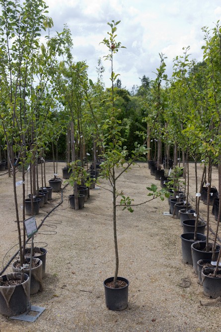 Malus domestica 'Notarisappel' | Halfstam | BIO | Appelboom | Biologisch geteeld - Afbeelding 2