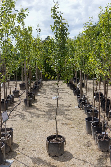 Pyrus communis 'Williams' | Halfstam | BIO | Perenboom | Biologisch geteeld - Afbeelding 2