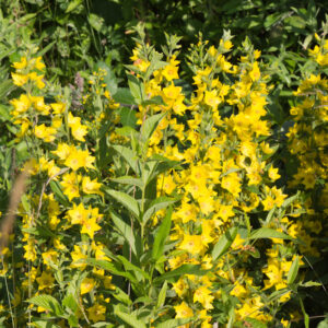 Grote wederik | Lysimachia vulgaris | BIO | Veenvrij | Inheems