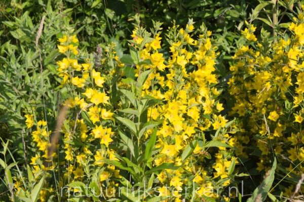 Grote wederik | Lysimachia vulgaris | BIO | Veenvrij | Inheems