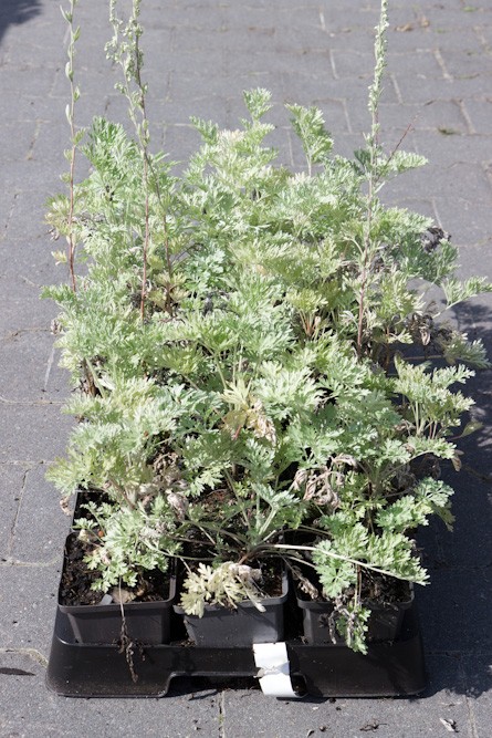 Artemisia absinthium | 0,7 Liter pot P9 | BIO | Absintalsem | Biologisch geteeld - Afbeelding 2