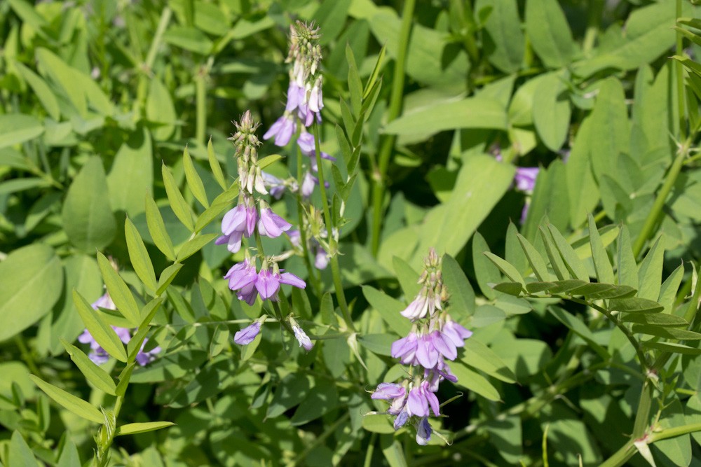 Geitenruit | Galega officinalis | BIO | Veenvrij