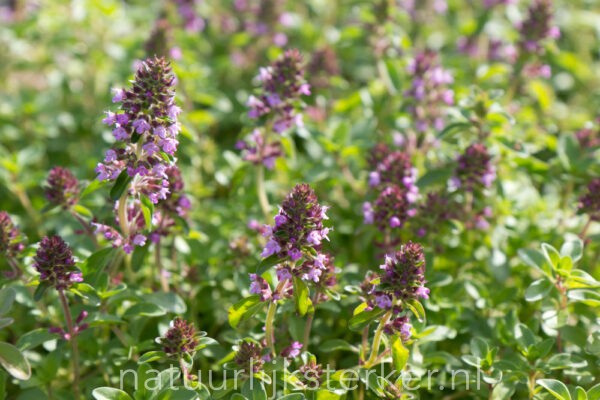 Grote tijm | Thymus pulegioides | BIO | Veenvrij | Inheems