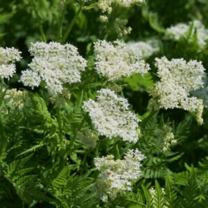 Roomse Kervel | Myrrhis odorata | BIO | Veenvrij | Inheems