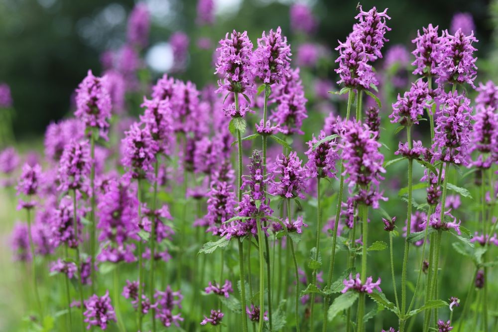 Betonie | Stachys officinalis | BIO | Veenvrij | Inheems