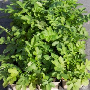 Welriekende agrimonie | Agrimonia procera | BIO | Veenvrij