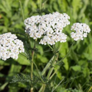 Duizendblad | Achillea millefolium | Biologisch | Veenvrij