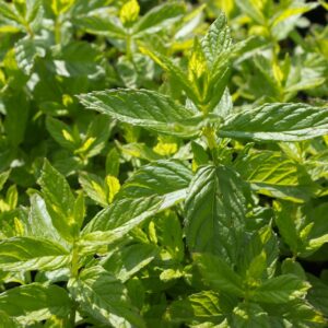 Mojitomunt | Mentha nervosa 'Mojito' | BIO