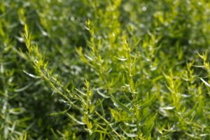 Franse Dragon | Artemisia dranunculus 'French Tarragon' | BIO