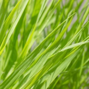 Rietgras | Phalaris arundinacea | BIO | Veenvrij | Inheems
