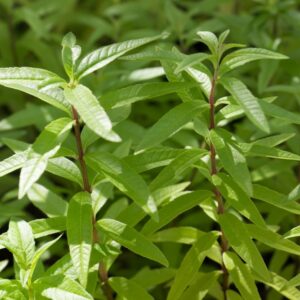 Citroenverbena of Verveine | Lippia citriodora | BIO |